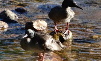 Pato-mergulhão visto em lago na Serra da Canastra