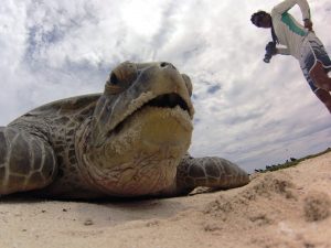 Zelinha com tartaruga verde (Chelonia mydas), gestora tem apoio do GEF Mar