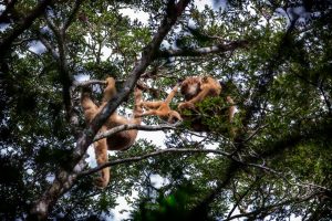 Muriqui-do-sul, uma das espécies ameaçadas de extinção apoiadas pelo Funbio