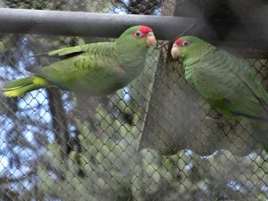 Papagaio-charão: uma das espécies ameaçadas apoiadas pelo Funbio