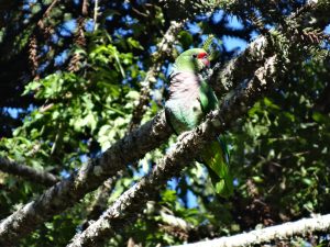 Papagaio-de-peito-roxo, umas das espécies ameaçadas de extinção apoiadas pelo Funbio