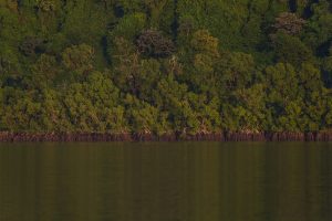 Parque Nacional do Cabo Orange - Foto: Victor Moriyama/FUNBIO