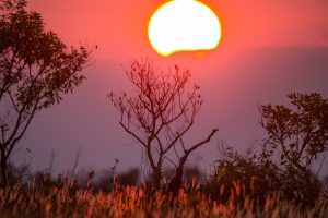 Parque Nacional dos Campos Amazônicos - Foto: Victor Moriyama/FUNBIO