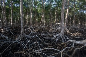 Reserva Extrativista São João da Ponta - Foto: Victor Moriyama/FUNBIO
