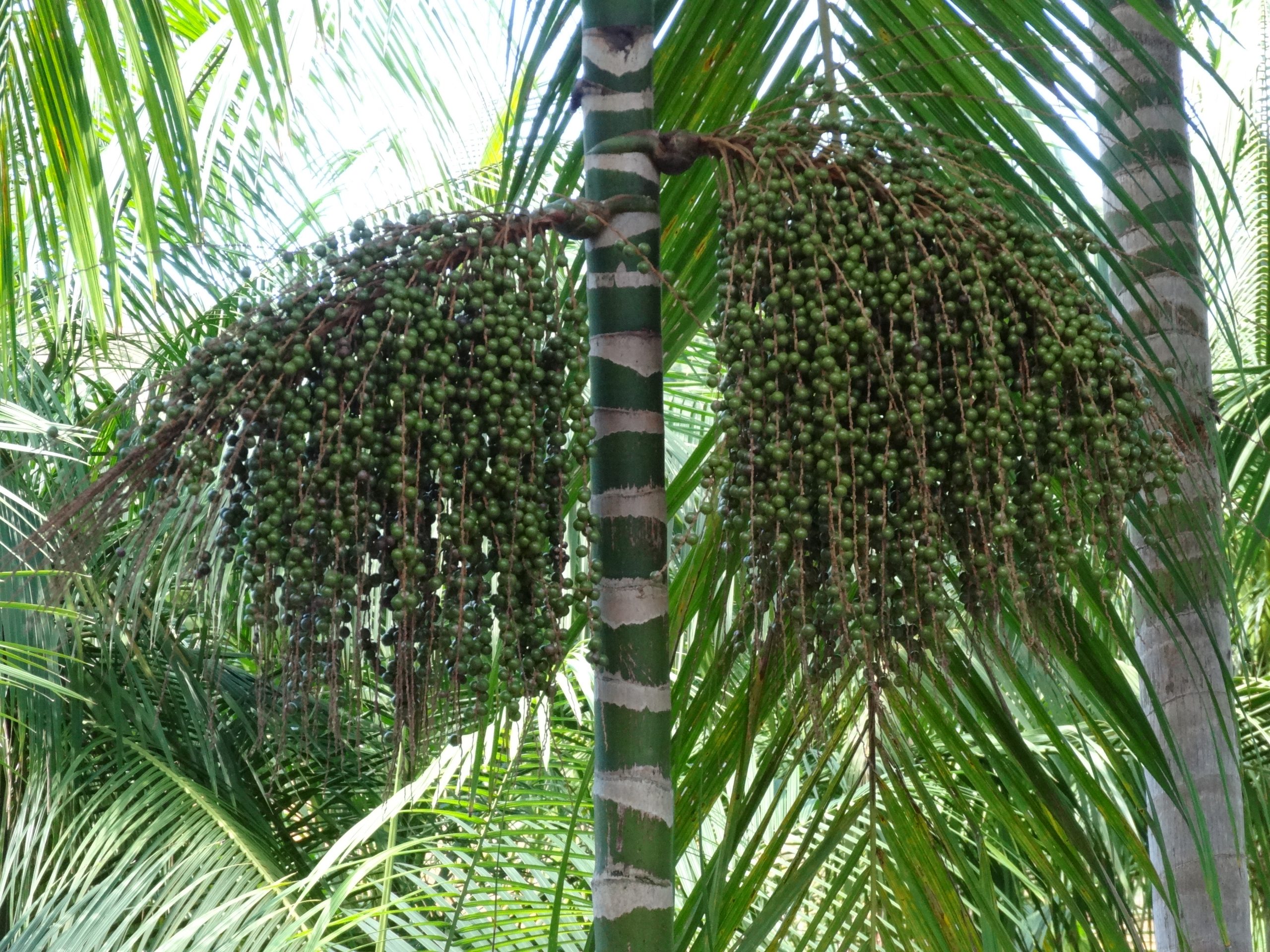Palmeira de açaí