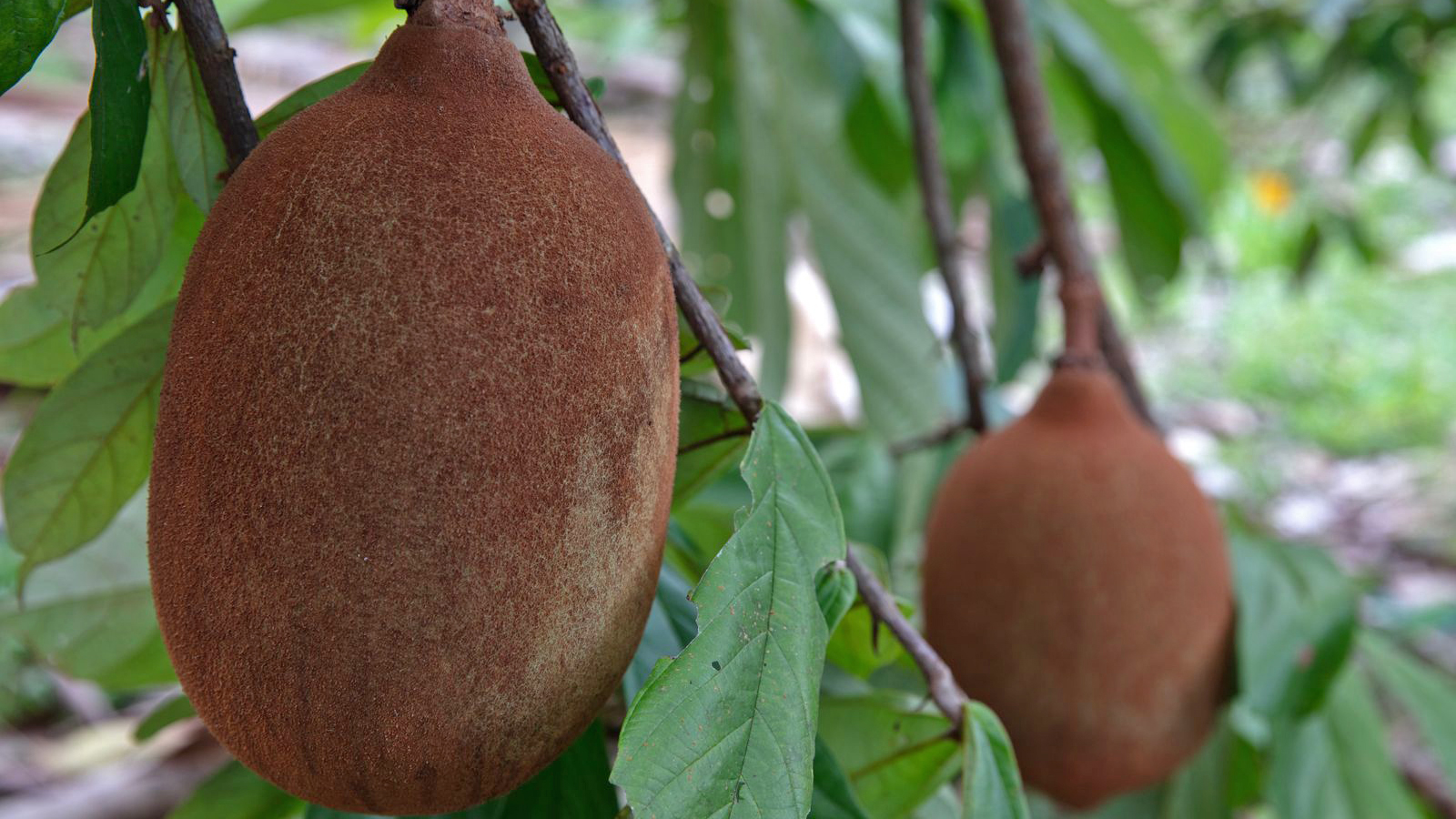 Foto: Marizilda Cruppe/FUNBIO