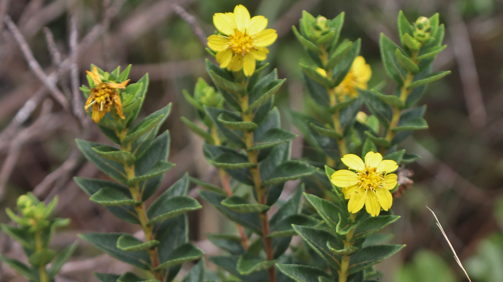 Foto: Danilo Zavatin