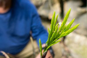 GEF Terrestre financia expedições para a detecção e avaliação de risco de espécies da flora.