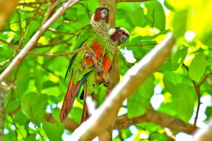 GEF Terrestre promove ações de recuperação de espécies ameaçadas da fauna.