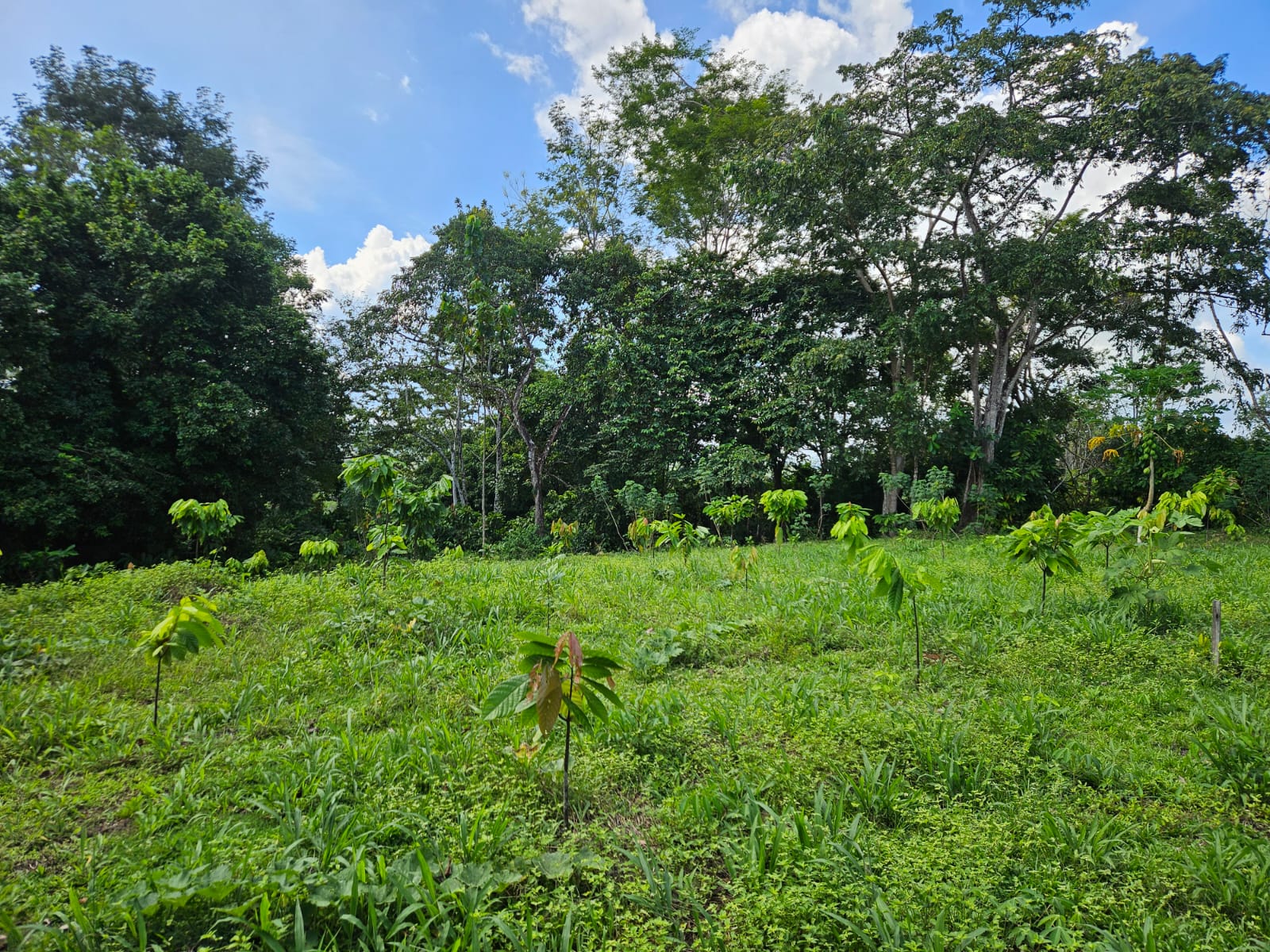 Image banner